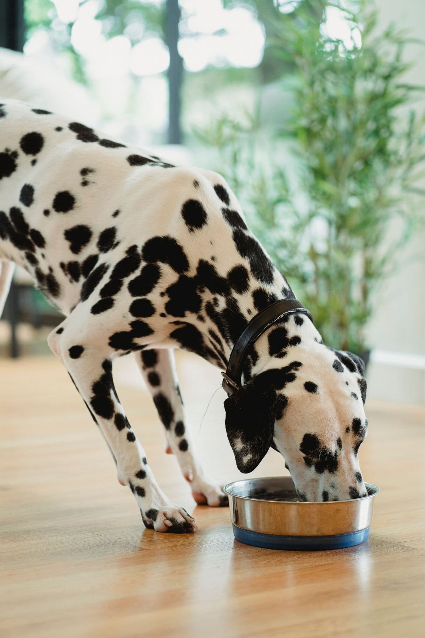 Dalmatian eating at home